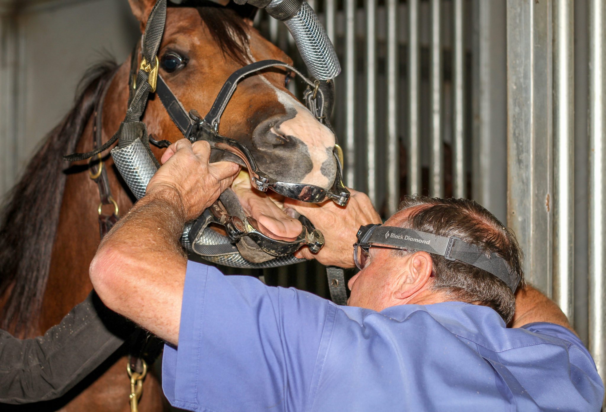 preparing for horse dental work