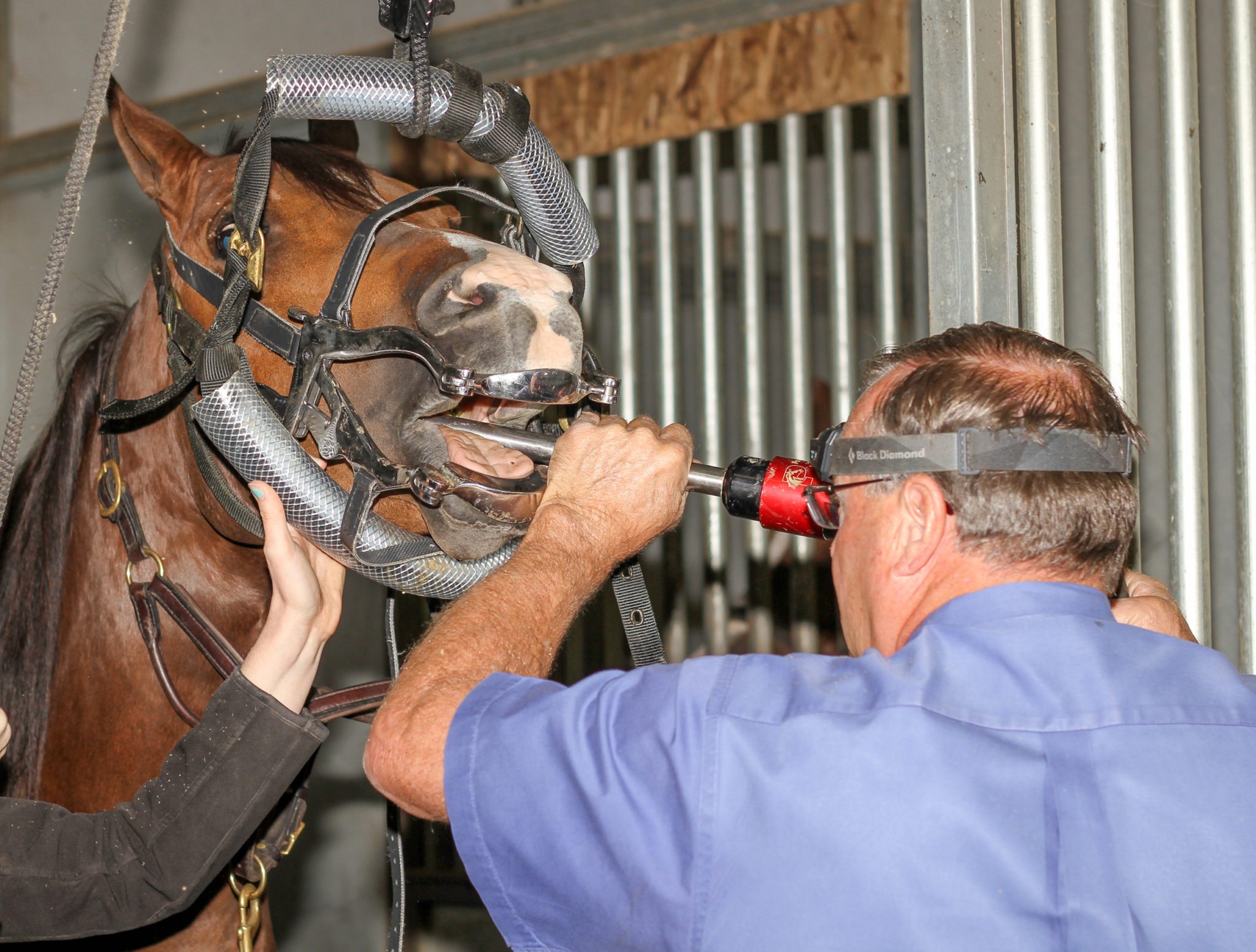 power floating horse dental work is available