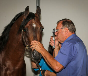Dr. Grubb performs Horse eye exam