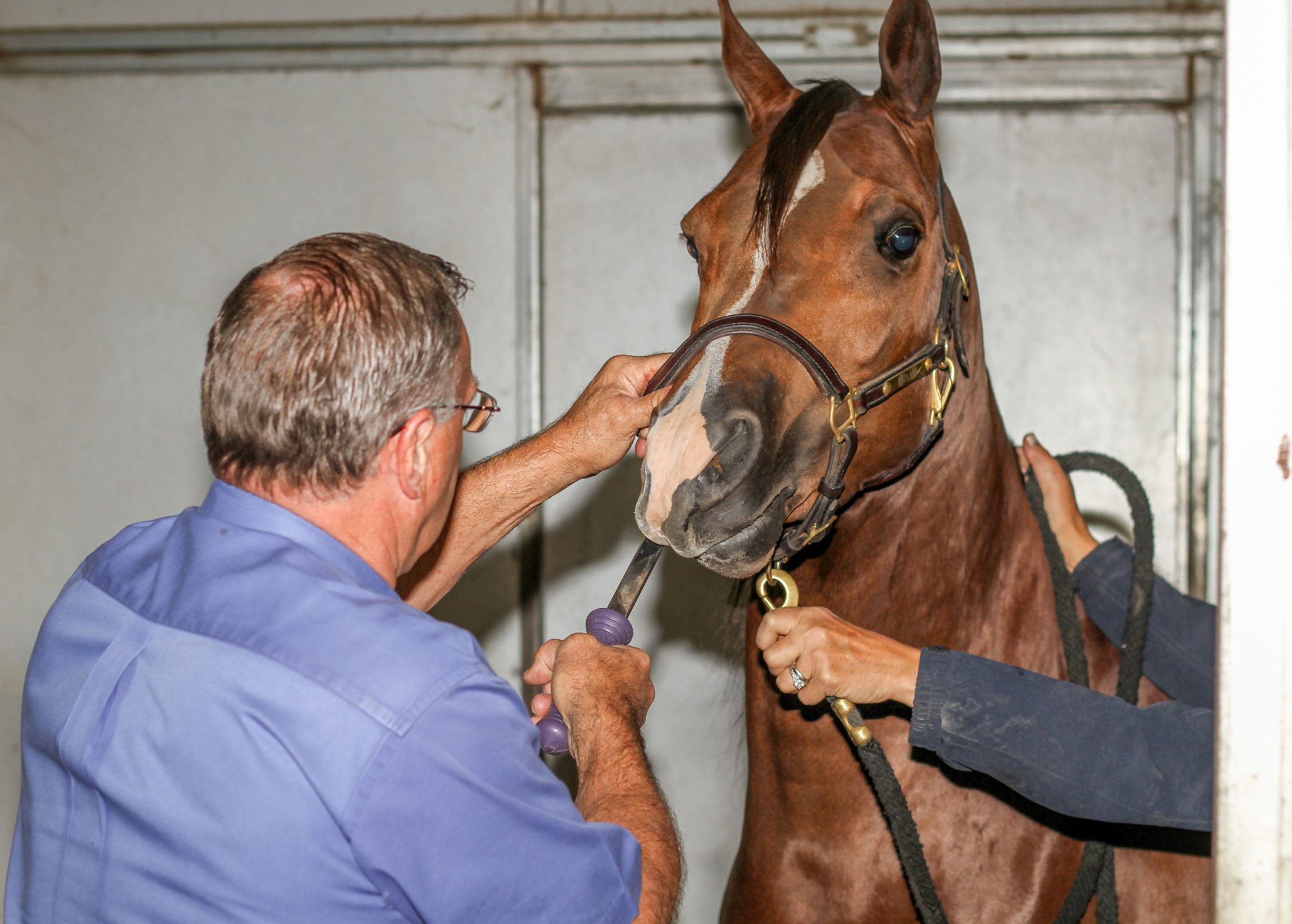 power floating horse dental work is available