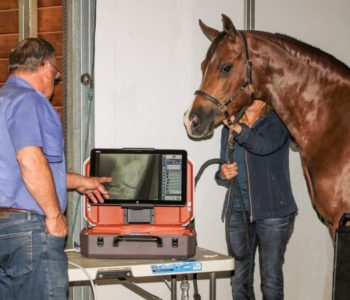 digital horse radiograph