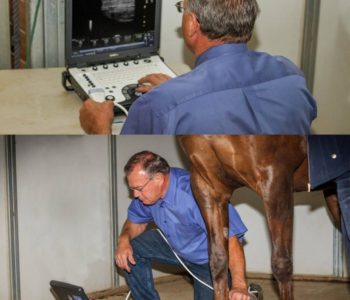 Horse vet ultrasounding horse's legs